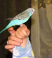 Продам говорящего волнистого попугая. - <ro>Изображение</ro><ru>Изображение</ru> #1, <ru>Объявление</ru> #979396