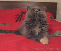 Шотландские котята, хайленды от Меллер - <ro>Изображение</ro><ru>Изображение</ru> #2, <ru>Объявление</ru> #984365