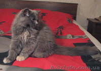 Шотландские котята, хайленды от Меллер - <ro>Изображение</ro><ru>Изображение</ru> #3, <ru>Объявление</ru> #984365