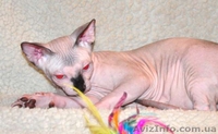 Котята канадских сфинксов.Профессиональный питомник "AVATARA" - <ro>Изображение</ro><ru>Изображение</ru> #3, <ru>Объявление</ru> #993980