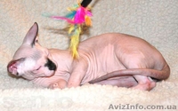 Котята канадских сфинксов.Профессиональный питомник "AVATARA" - <ro>Изображение</ro><ru>Изображение</ru> #5, <ru>Объявление</ru> #993980