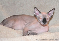 Котята канадских сфинксов.Профессиональный питомник "AVATARA" - <ro>Изображение</ro><ru>Изображение</ru> #7, <ru>Объявление</ru> #993980