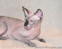Котята канадских сфинксов.Профессиональный питомник "AVATARA" - <ro>Изображение</ro><ru>Изображение</ru> #8, <ru>Объявление</ru> #993980