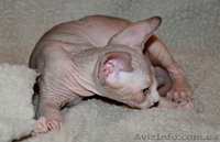 Котята канадских сфинксов.Профессиональный питомник "AVATARA" - <ro>Изображение</ro><ru>Изображение</ru> #10, <ru>Объявление</ru> #993980