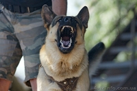 Предлагается для вязки крупный кобель Восточно-европейской овчарки  - <ro>Изображение</ro><ru>Изображение</ru> #2, <ru>Объявление</ru> #995467