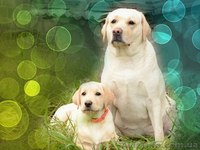 щенок лабрадора, палевая девочка - <ro>Изображение</ro><ru>Изображение</ru> #1, <ru>Объявление</ru> #996107