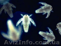 Артемия Fishmatik Premium class 500 г - <ro>Изображение</ro><ru>Изображение</ru> #2, <ru>Объявление</ru> #1000915