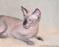 Xavier de Avatara - <ro>Изображение</ro><ru>Изображение</ru> #2, <ru>Объявление</ru> #994439