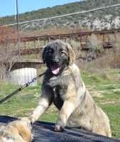 Шарпланинская овчарка! Великолепные щенки уникальной служебной породы - <ro>Изображение</ro><ru>Изображение</ru> #4, <ru>Объявление</ru> #995466