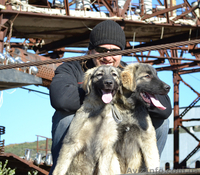 Шарпланинская овчарка! Великолепные щенки уникальной служебной породы - <ro>Изображение</ro><ru>Изображение</ru> #3, <ru>Объявление</ru> #995466