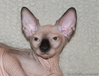 Xavier de Avatara - <ro>Изображение</ro><ru>Изображение</ru> #8, <ru>Объявление</ru> #994439