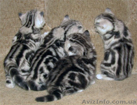 Вязка.Скоттиш фолд черный мрамор на серебре. - <ro>Изображение</ro><ru>Изображение</ru> #4, <ru>Объявление</ru> #1016824