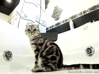 Вязка.Скоттиш фолд черный мрамор на серебре. - <ro>Изображение</ro><ru>Изображение</ru> #1, <ru>Объявление</ru> #1016824