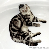 Вязка.Скоттиш фолд черный мрамор на серебре. - <ro>Изображение</ro><ru>Изображение</ru> #2, <ru>Объявление</ru> #1016824