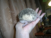 Продам карликовых ежей - <ro>Изображение</ro><ru>Изображение</ru> #3, <ru>Объявление</ru> #1015520