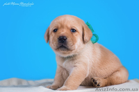 Палевые щенки лабрадоров - <ro>Изображение</ro><ru>Изображение</ru> #2, <ru>Объявление</ru> #1023005