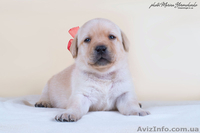 Палевые щенки лабрадоров - <ro>Изображение</ro><ru>Изображение</ru> #4, <ru>Объявление</ru> #1023005