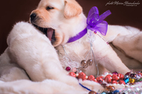 Палевые щенки лабрадоров - <ro>Изображение</ro><ru>Изображение</ru> #6, <ru>Объявление</ru> #1023005