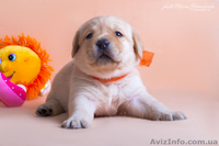 Палевые щенки лабрадоров - <ro>Изображение</ro><ru>Изображение</ru> #3, <ru>Объявление</ru> #1023005