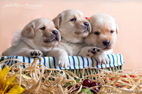 Палевые щенки лабрадоров - <ro>Изображение</ro><ru>Изображение</ru> #1, <ru>Объявление</ru> #1023005