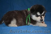 Щенки аляскинского маламута от лучшего питомника - <ro>Изображение</ro><ru>Изображение</ru> #8, <ru>Объявление</ru> #1038380