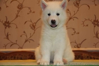 Щенки аляскинского маламута эксклюзивного белого окраса - <ro>Изображение</ro><ru>Изображение</ru> #5, <ru>Объявление</ru> #1038381