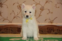 Щенки аляскинского маламута эксклюзивного белого окраса - <ro>Изображение</ro><ru>Изображение</ru> #6, <ru>Объявление</ru> #1038381