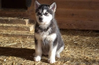 Щенки аляскинского маламута от лучшего питомника - <ro>Изображение</ro><ru>Изображение</ru> #7, <ru>Объявление</ru> #1038380