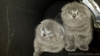 Шотландские вислоухие  котята голубого окраса - <ro>Изображение</ro><ru>Изображение</ru> #3, <ru>Объявление</ru> #205996