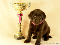 Красивые шоколадные щенки лабрадора - <ro>Изображение</ro><ru>Изображение</ru> #1, <ru>Объявление</ru> #1035535