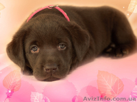 Красивые шоколадные щенки лабрадора - <ro>Изображение</ro><ru>Изображение</ru> #4, <ru>Объявление</ru> #1035535