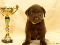 Красивые шоколадные щенки лабрадора - <ro>Изображение</ro><ru>Изображение</ru> #2, <ru>Объявление</ru> #1035535
