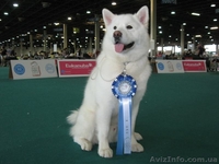 Щенки аляскинского маламута эксклюзивного белого окраса - <ro>Изображение</ro><ru>Изображение</ru> #2, <ru>Объявление</ru> #1038381