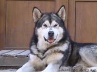 Кобель аляскинского маламута - <ro>Изображение</ro><ru>Изображение</ru> #1, <ru>Объявление</ru> #1038382