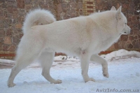 Щенки аляскинского маламута эксклюзивного белого окраса - <ro>Изображение</ro><ru>Изображение</ru> #8, <ru>Объявление</ru> #1038381