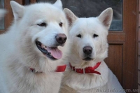 Щенки аляскинского маламута эксклюзивного белого окраса - <ro>Изображение</ro><ru>Изображение</ru> #10, <ru>Объявление</ru> #1038381