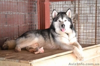 Кобель аляскинского маламута - <ro>Изображение</ro><ru>Изображение</ru> #2, <ru>Объявление</ru> #1038382