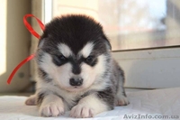 Щенки аляскинского маламута от лучшего питомника - <ro>Изображение</ro><ru>Изображение</ru> #3, <ru>Объявление</ru> #1038380