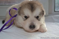 Щенки аляскинского маламута от лучшего питомника - <ro>Изображение</ro><ru>Изображение</ru> #4, <ru>Объявление</ru> #1038380