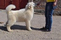 Щенки аляскинского маламута эксклюзивного белого окраса - <ro>Изображение</ro><ru>Изображение</ru> #7, <ru>Объявление</ru> #1038381