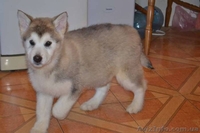 Щенки аляскинского маламута от лучшего питомника - <ro>Изображение</ro><ru>Изображение</ru> #6, <ru>Объявление</ru> #1038380