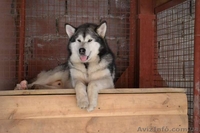 Кобель аляскинского маламута - <ro>Изображение</ro><ru>Изображение</ru> #3, <ru>Объявление</ru> #1038382