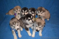 Щенки аляскинского маламута от лучшего питомника - <ro>Изображение</ro><ru>Изображение</ru> #5, <ru>Объявление</ru> #1038380