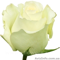 саженци роз оптом  - <ro>Изображение</ro><ru>Изображение</ru> #5, <ru>Объявление</ru> #1048642