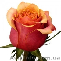 саженци роз оптом  - <ro>Изображение</ro><ru>Изображение</ru> #10, <ru>Объявление</ru> #1048642