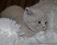 Шотландский толстячок - <ro>Изображение</ro><ru>Изображение</ru> #2, <ru>Объявление</ru> #1044609