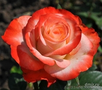 саженци роз оптом  - <ro>Изображение</ro><ru>Изображение</ru> #9, <ru>Объявление</ru> #1048642