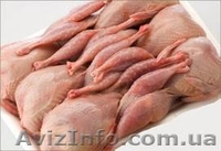     Продам яйцо перепелиное и мясо перепела - <ro>Изображение</ro><ru>Изображение</ru> #2, <ru>Объявление</ru> #1033185