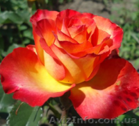 саженци роз оптом  - <ro>Изображение</ro><ru>Изображение</ru> #6, <ru>Объявление</ru> #1048642