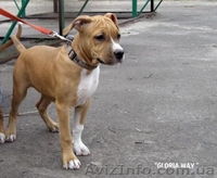 Выстовачный щенок  Девочки  Ам. Стафф. Терьер.,  - <ro>Изображение</ro><ru>Изображение</ru> #5, <ru>Объявление</ru> #284940